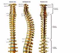 Liệu pháp gen trị hiệu quả teo cơ cột sống