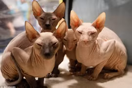 Khiếp: Mèo nhăn nheo như giẻ rách giá 45 triệu/con