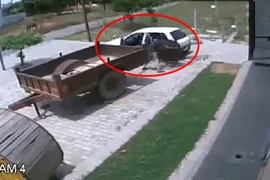 Hai thanh niên đánh xe hơi đi trộm bò