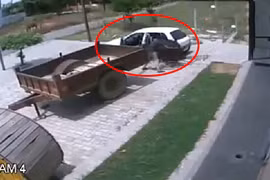 Hai thanh niên đánh xe hơi đi trộm bò