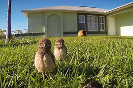 Điệu nhảy kỳ lạ của đôi chim cú mèo