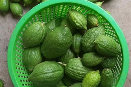 Loại chanh “siêu to khổng lồ”, vỏ sần sùi xấu xí mà giá bán cao ngất