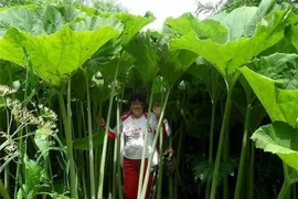 Vùng đất kỳ lạ khiến cây trồng cao lớn khổng lồ như trong thế giới cổ tích