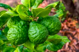 Sở hữu mái tóc đen bóng mượt thật đơn giản với 5 loại thảo mộc