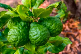 Sở hữu mái tóc đen bóng mượt thật đơn giản với 5 loại thảo mộc