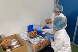 Thu mua, xuất khẩu vải thiều Thanh Hà mùa COVID-19 thế nào... đảm bảo phòng dịch?