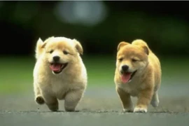 Trong nhà xuất hiện 3 dấu hiệu đại cát, gia chủ giàu nứt vách