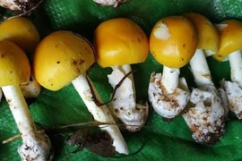 7 người ở Phú Quốc bị ngộ độc sau khi ăn nấm lạ 