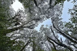 Thời tiết ngày 15/1: Bắc Bộ trời rét đậm, có nơi rét hại