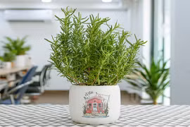 Lợi ích bất ngờ của cây hương thảo, nhiều người không biết