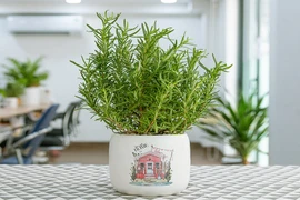 Lợi ích bất ngờ của cây hương thảo, nhiều người không biết