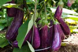 Lợi ích sức khỏe của cà tím