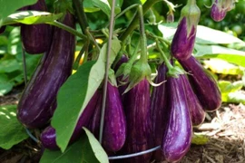 Lợi ích sức khỏe của cà tím