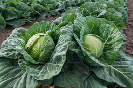 Loại rau nào dễ “ngậm” thuốc trừ sâu?