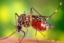 Bùng phát sốt vàng da, Colombia công bố tình trạng khẩn cấp