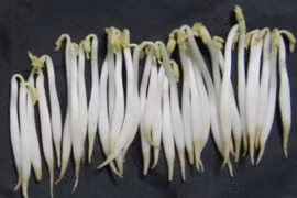 Chuyên gia mách cách nhận biết giá đỗ ngâm hóa chất 