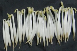 Chuyên gia mách cách nhận biết giá đỗ ngâm hóa chất 