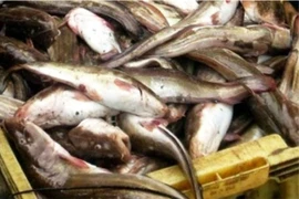 Bộ Y tế vào cuộc vụ ngộ độc cá nóc tại Cà Mau