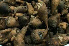 Ăn củ ấu tàu thay cơm, người phụ nữ bị ngộ độc nhập viện