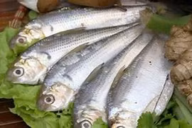 Loại cá “siêu thực phẩm”, giúp chắc xương, cải thiện sức khỏe mắt