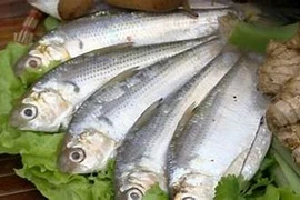 Loại cá “siêu thực phẩm”, giúp chắc xương, cải thiện sức khỏe mắt