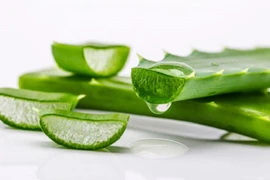 Công dụng tuyệt vời của nha đam