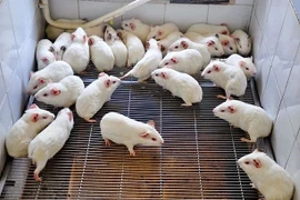 Cấy ghép thận thành công giữa các bào thai chuột