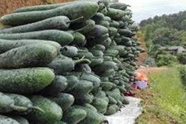 Loại rau củ nào “ngậm” ít thuốc trừ sâu?