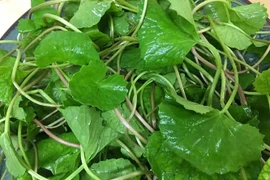 Loại rau cực rẻ giúp thải độc gan