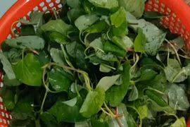 Nước ép rau diếp cá bổ dưỡng nhưng “đại kỵ” với một số người