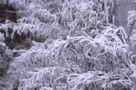 Địa phương chủ động ứng phó đợt rét đậm, rét hại kéo dài