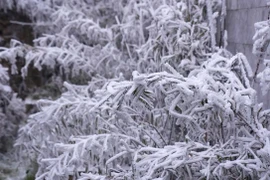 Địa phương chủ động ứng phó đợt rét đậm, rét hại kéo dài