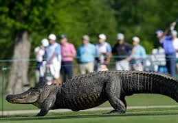 Cá sấu 3 chân gây náo loạn sân Golf
