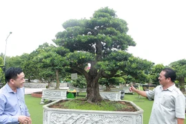 Bộ 3 cây lạ khiến đại gia 'chết mê chết mệt', giá tiền tỷ