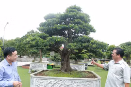 Bộ 3 cây lạ khiến đại gia 'chết mê chết mệt', giá tiền tỷ