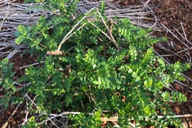 Thứ mọc hoang bờ bụi bỗng 'lên đời', ở Việt Nam có người kiếm tiền tỷ