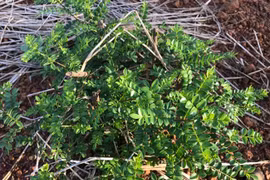 Thứ mọc hoang bờ bụi bỗng 'lên đời', ở Việt Nam có người kiếm tiền tỷ