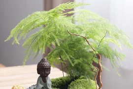 4 loại cây trồng trong nhà vừa thanh lọc không khí, lại tiết kiệm tiền điện