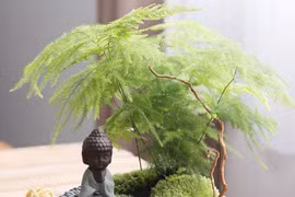 4 loại cây trồng trong nhà vừa thanh lọc không khí, lại tiết kiệm tiền điện