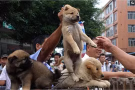 Lễ hội thịt chó diễn ra ở Trung Quốc bất chấp quy định mới về bảo vệ chó