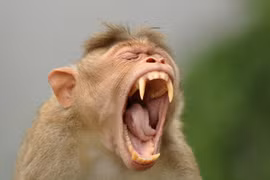 Người đàn ông Hà Nội bị khỉ cắn đứt toàn bộ gân cẳng tay