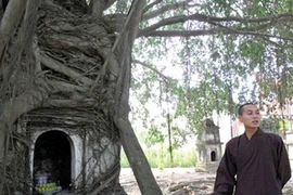 Ly kỳ cây sanh 300 tuổi có “phép lạ” ở Vĩnh Phúc