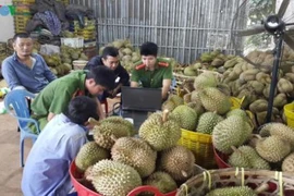 Gia Lai: Bắt quả tang cơ sở nhúng sầu riêng bằng hóa chất