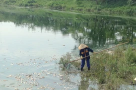 Cá chết ở hồ trong công viên Yên Sở được đưa đi đâu?