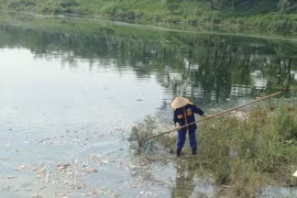 Cá chết ở hồ trong công viên Yên Sở được đưa đi đâu?