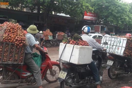 Vãi thiều Lục Ngạn giá cao kỷ lục 