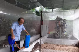 Chuyện lạ Thanh Hóa: Nuôi loài ruồi chết... quá sớm, kiếm bộn tiền 