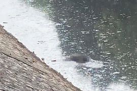 Tá hỏa phát hiện thi thể nam giới tử vong trên sông Kim Ngưu