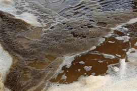 Đã tìm ra nguyên nhân khiến nước biển chuyển màu ở Quảng Ngãi 