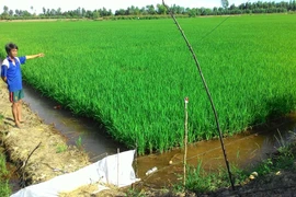 Bẫy chuột bằng điện làm chết người: Thiếu hiểu biết hay độc ác?